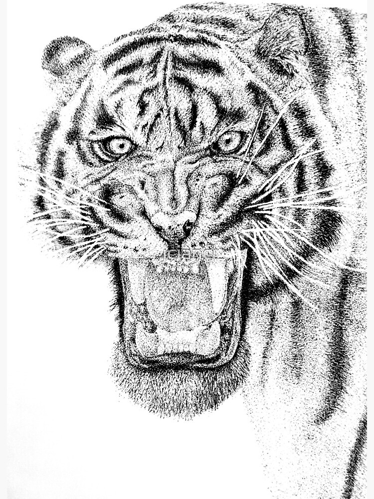 Tiger Pen and Ink Stipple Drawing Art Board Print for Sale by