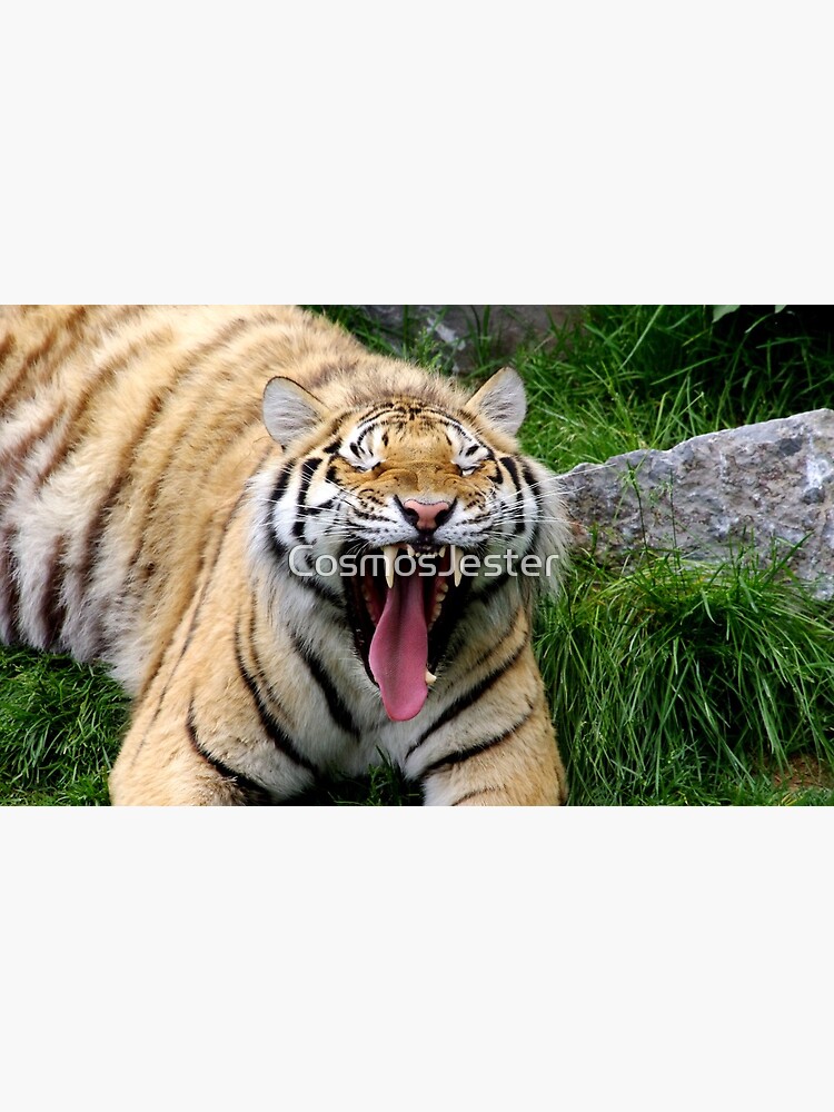 yawning tiger 1 by CosmosJester