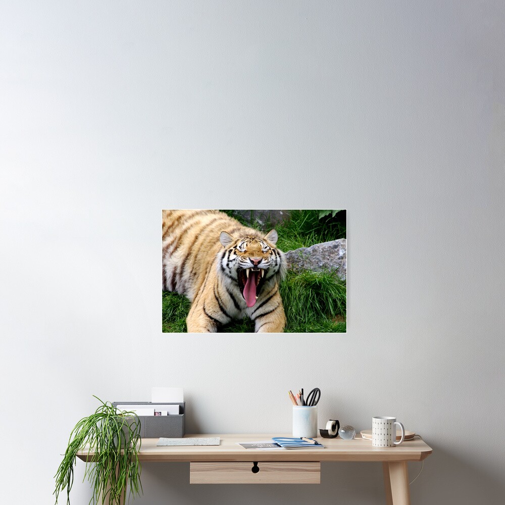 yawning tiger 1 Poster