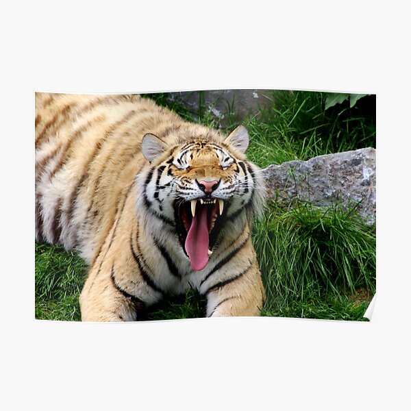 yawning tiger 1 Poster