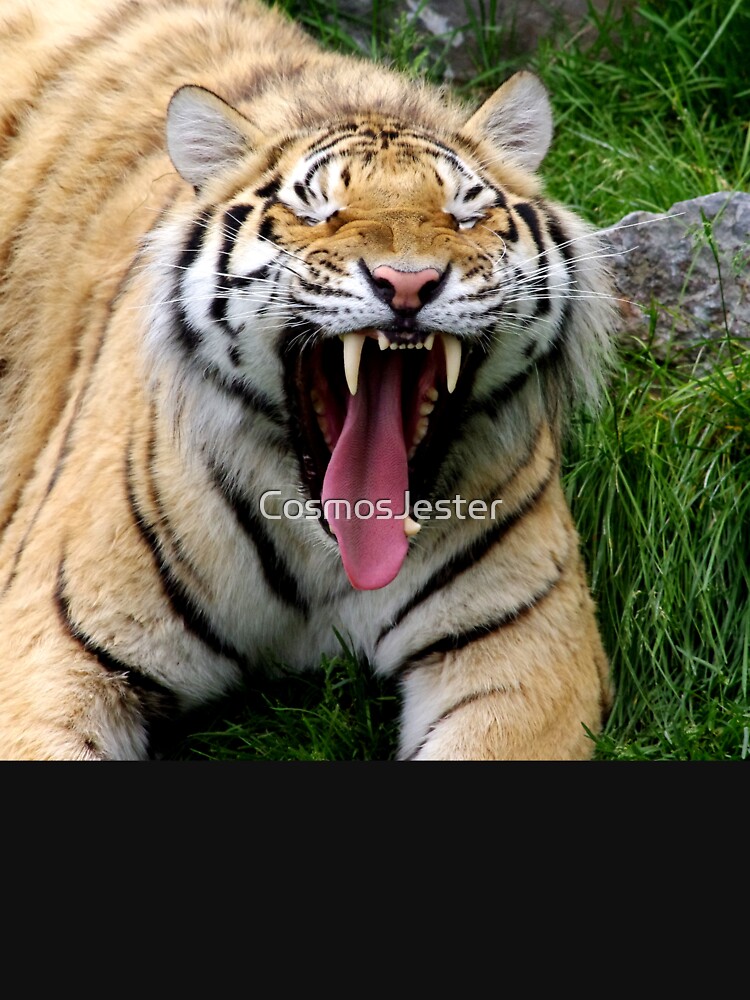 yawning tiger 1 by CosmosJester