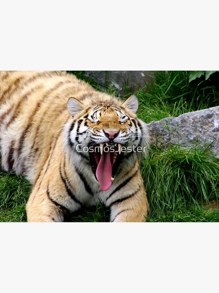 yawning tiger 1 by CosmosJester