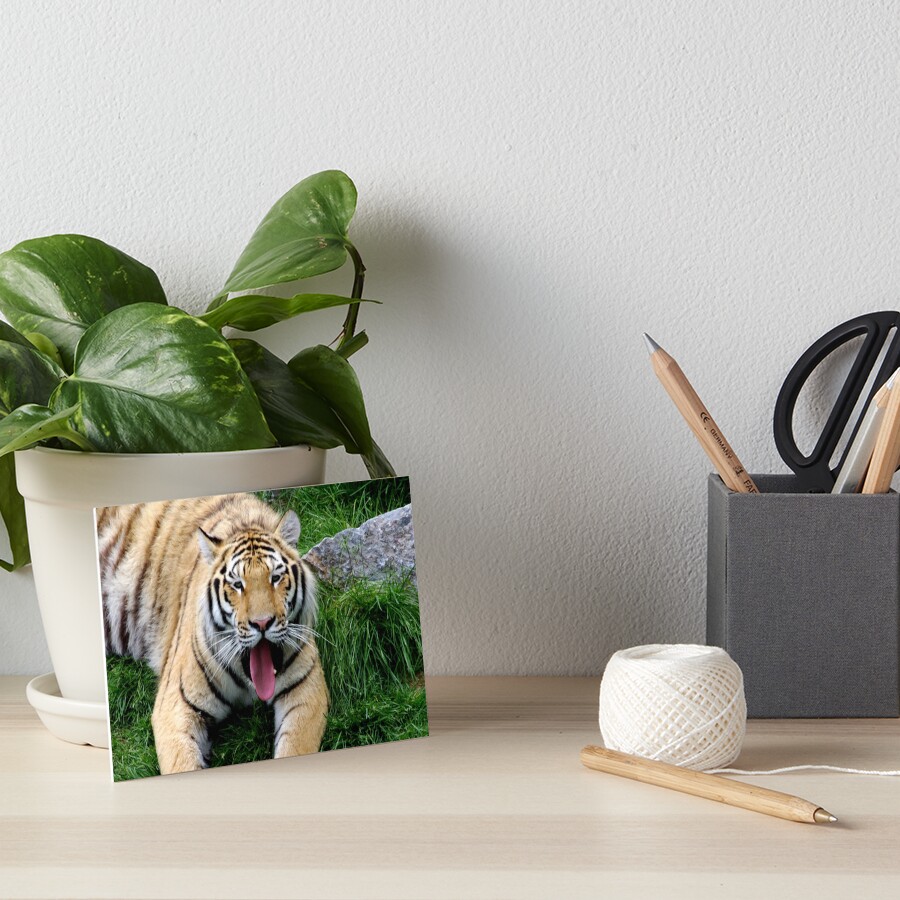 Ahego tiger Art Board Print