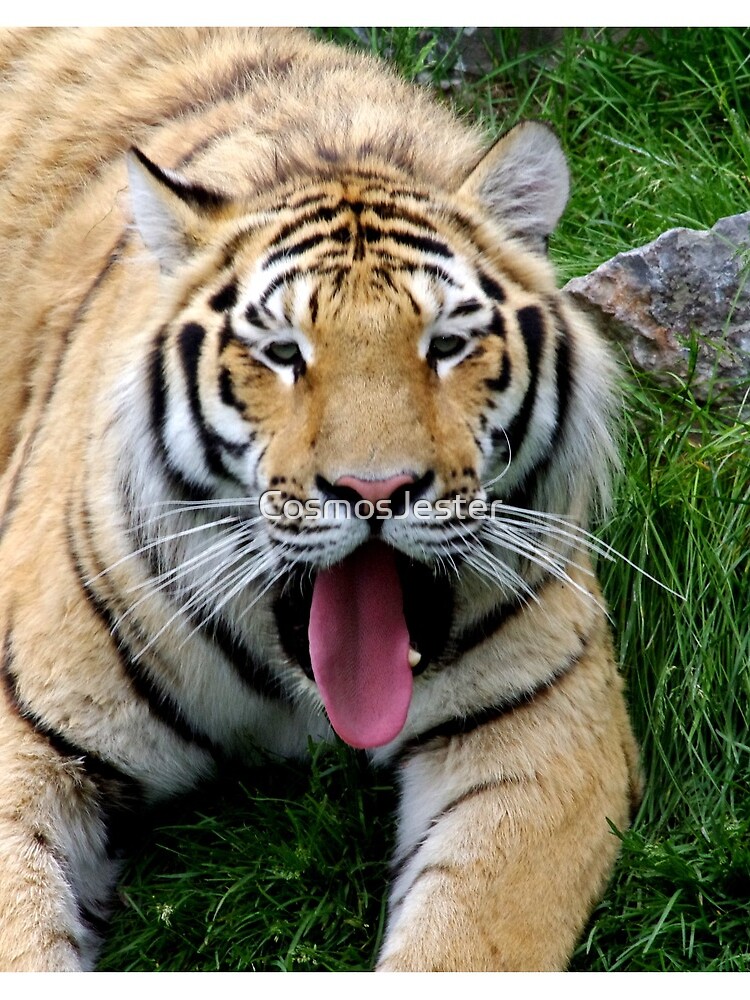 Ahego tiger by CosmosJester