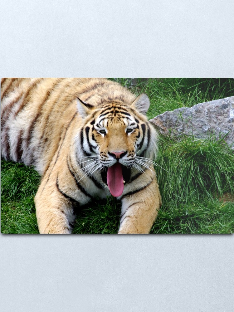 Alternate view of Ahego tiger Metal Print