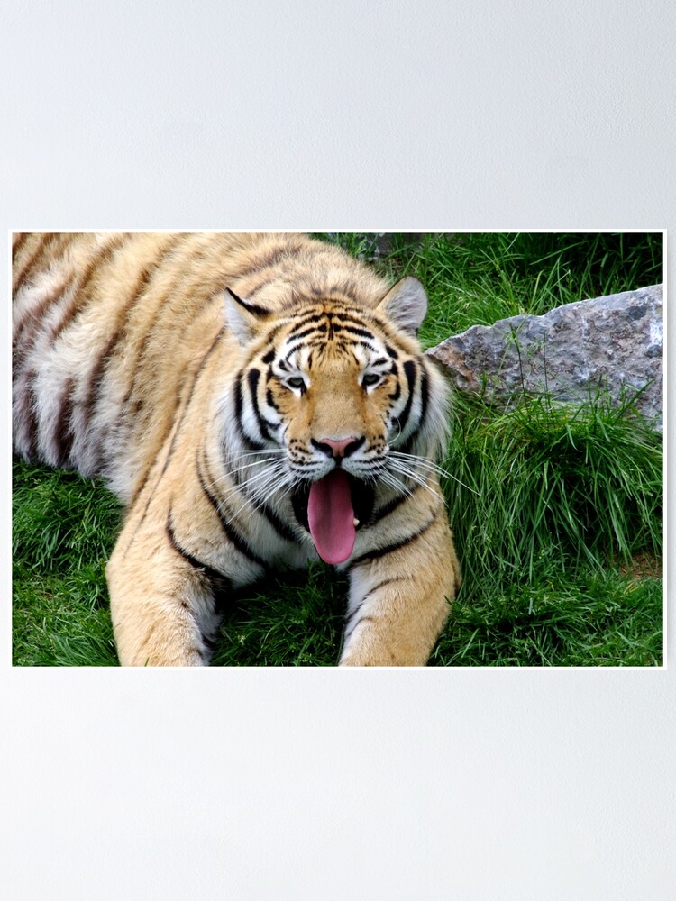 Alternate view of Ahego tiger Poster