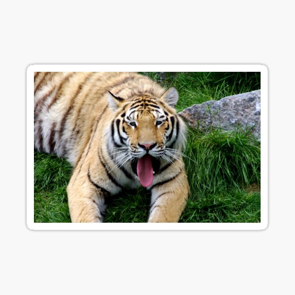 Ahego tiger Sticker