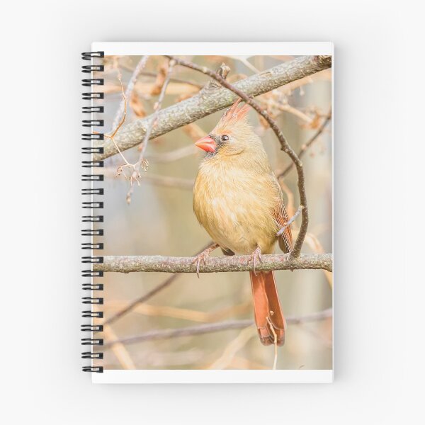 Item preview, Female Cardinal designed and sold by SoulMatesPhoto.