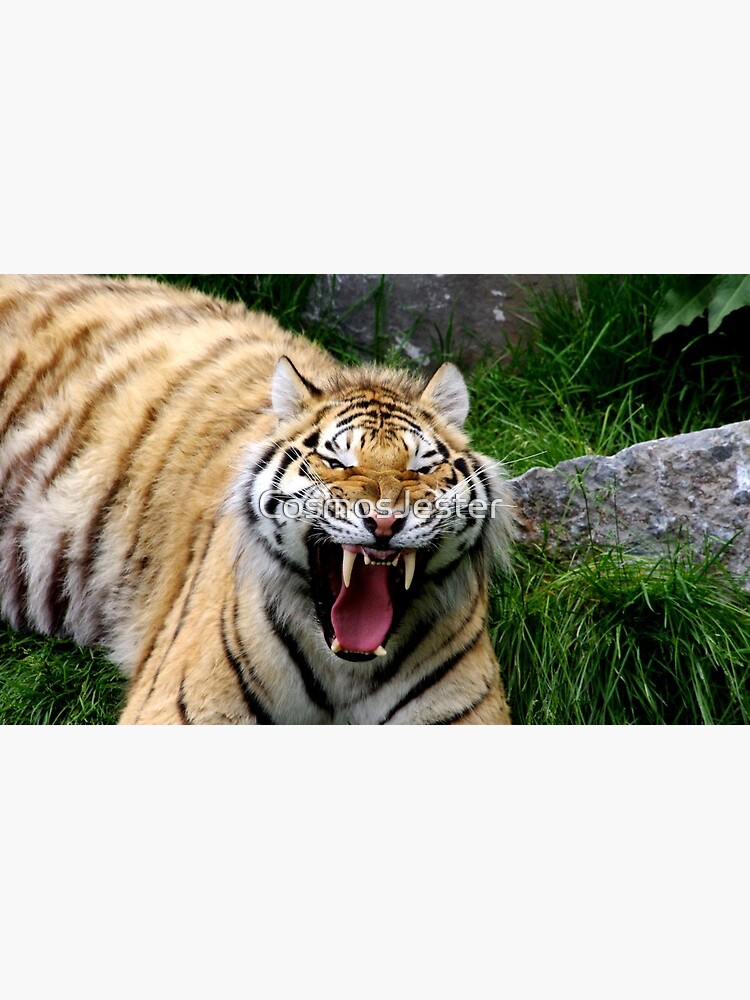 Yawning tiger 2 by CosmosJester