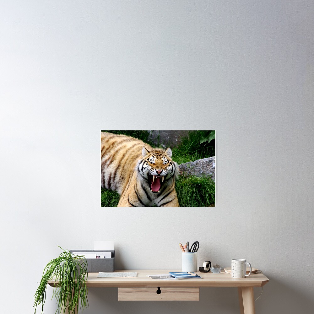 Yawning tiger 2 Poster