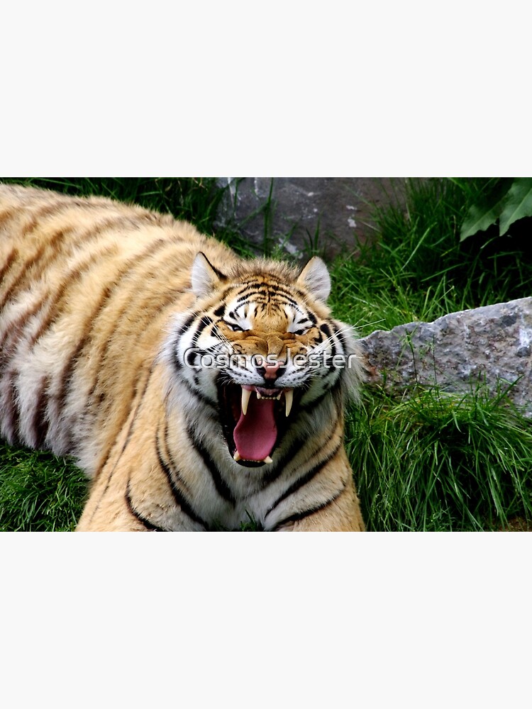 Yawning tiger 2 by CosmosJester