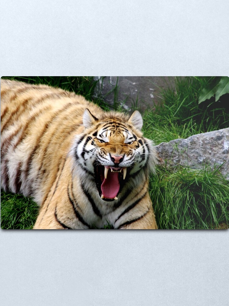 Alternate view of Yawning tiger 2 Metal Print