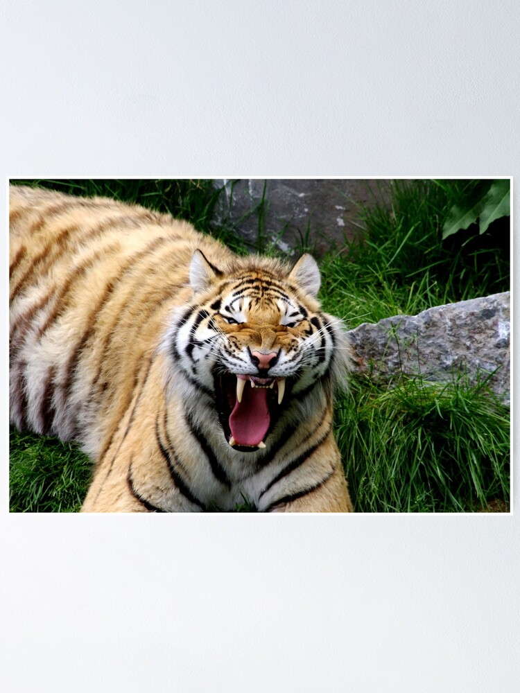 Alternate view of Yawning tiger 2 Poster