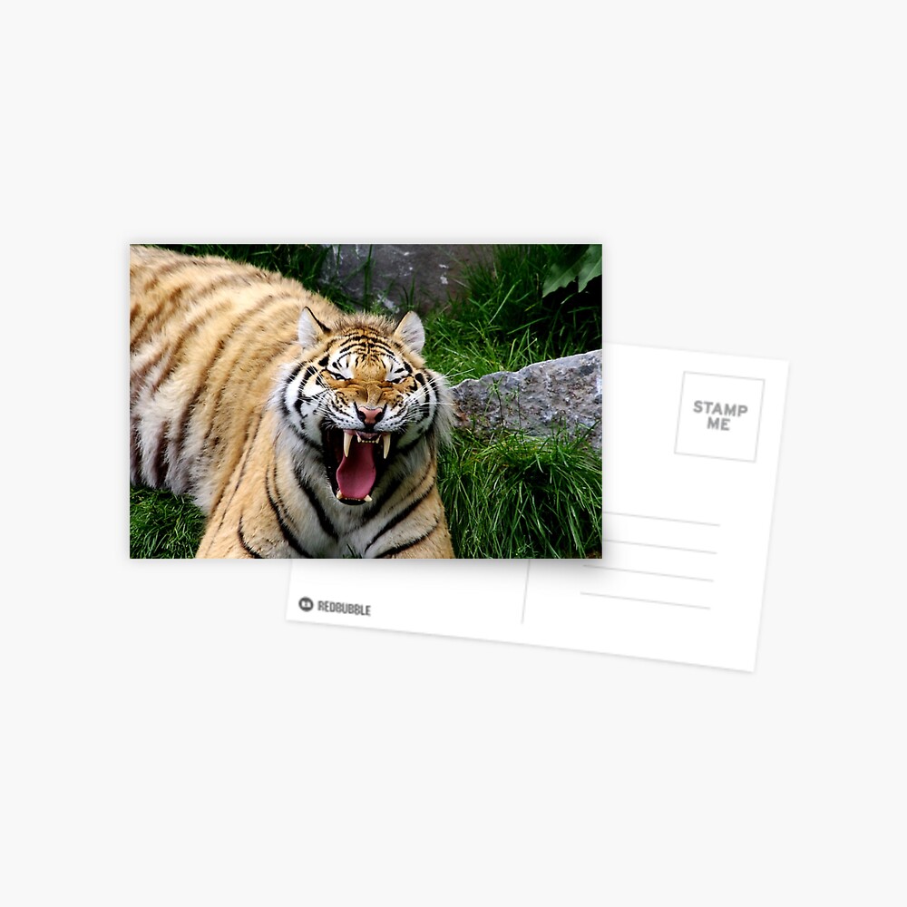 Yawning tiger 2 Postcard