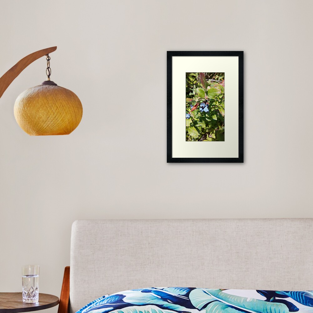 Blueberries past their prime Framed Art Print