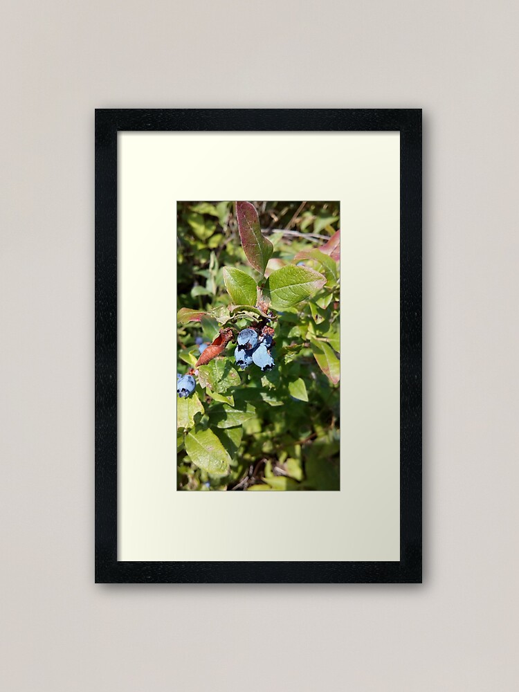 Alternate view of Blueberries past their prime Framed Art Print