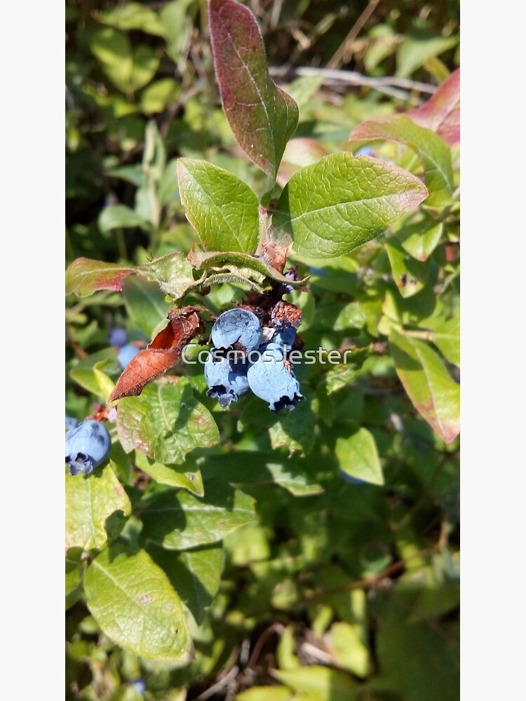 Blueberries past their prime by CosmosJester