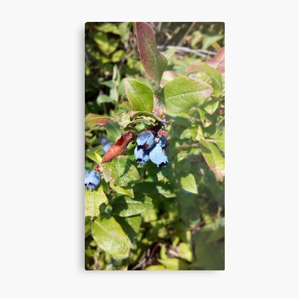 Blueberries past their prime Metal Print