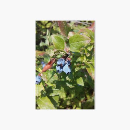 Blueberries past their prime Art Board Print