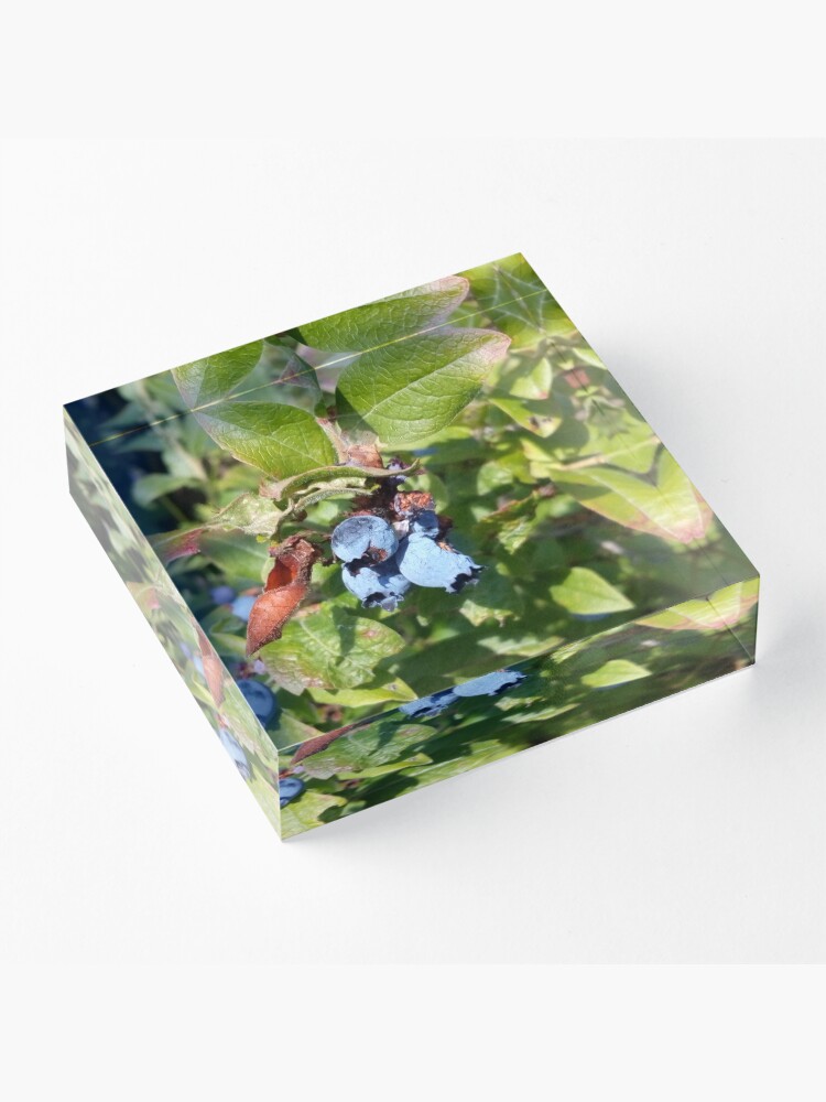 Alternate view of Blueberries past their prime Acrylic Block