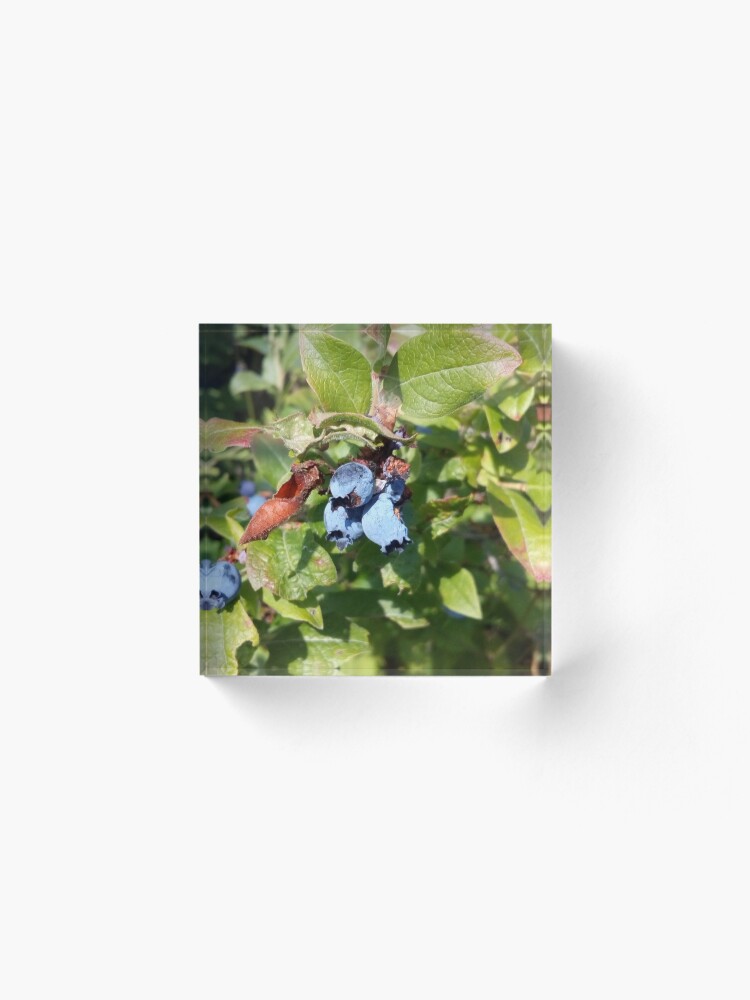 Alternate view of Blueberries past their prime Acrylic Block