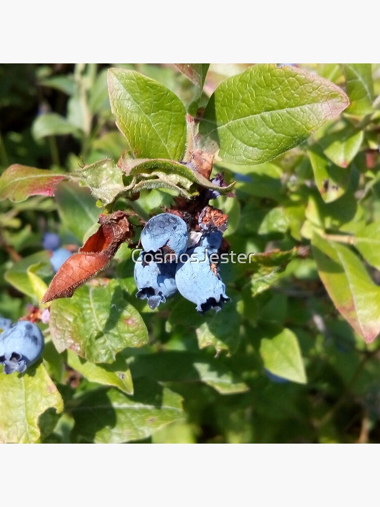 Blueberries past their prime by CosmosJester