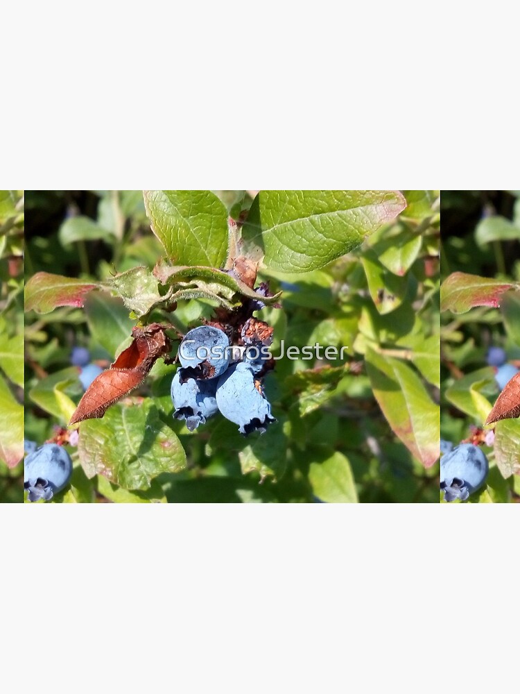 Blueberries past their prime by CosmosJester