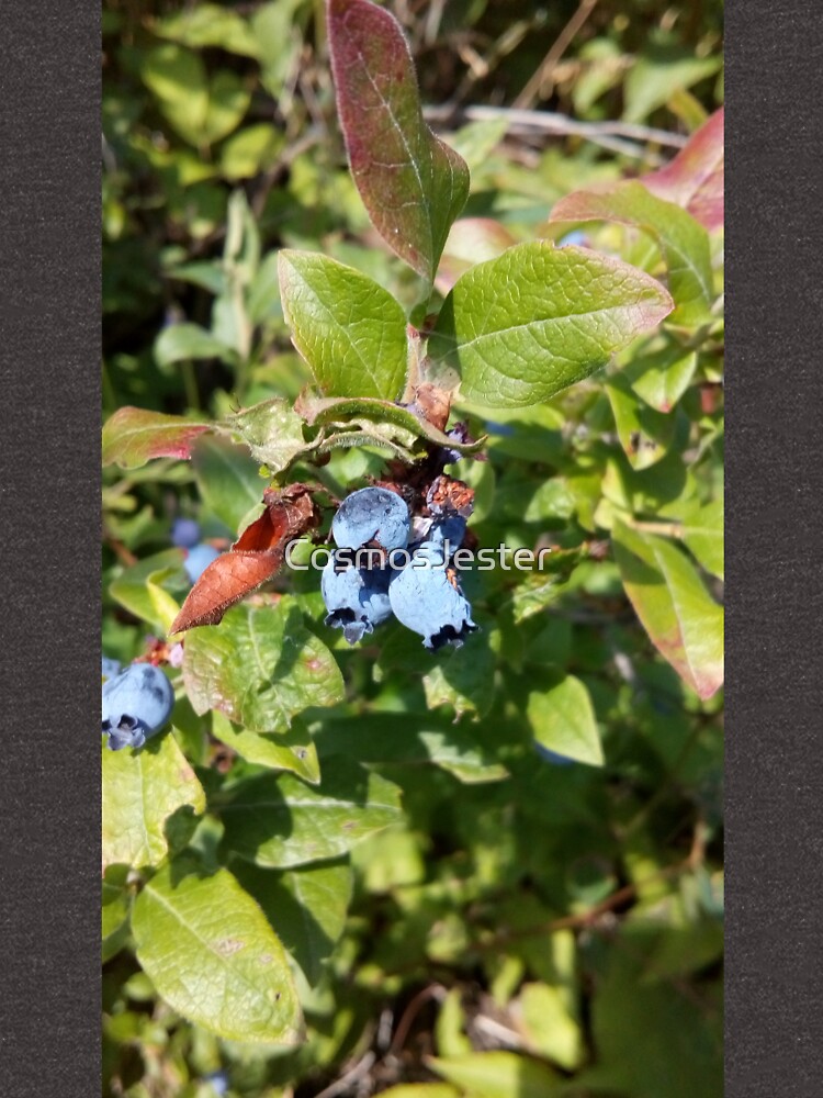 Blueberries past their prime by CosmosJester