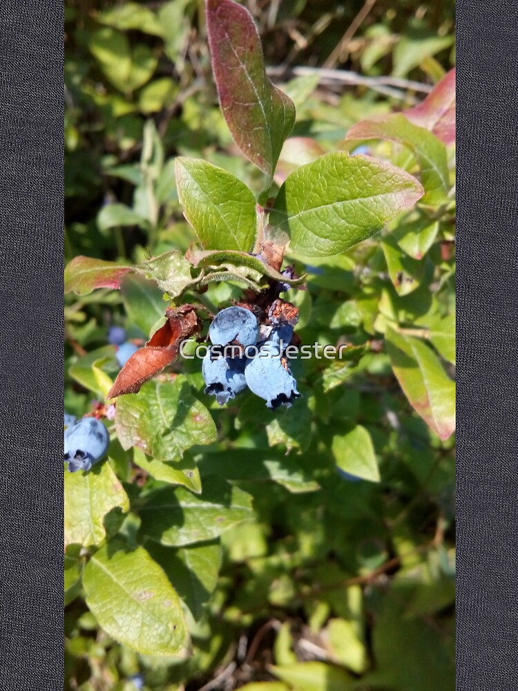 Blueberries past their prime by CosmosJester
