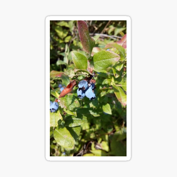 Blueberries past their prime Sticker