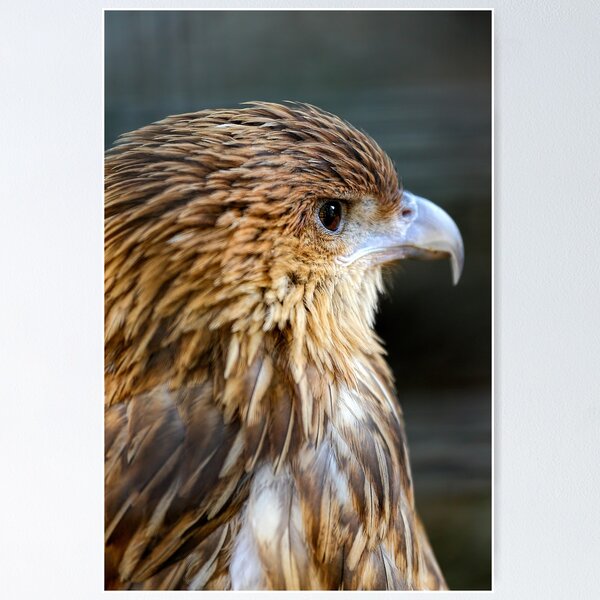 Item preview, Whistling Kite designed and sold by Mark Cooper Photography.