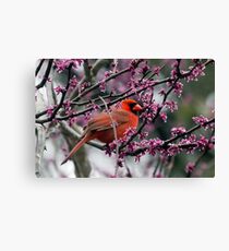 Northern Cardinal (Cardinalis cardinalis) Canvas Print
