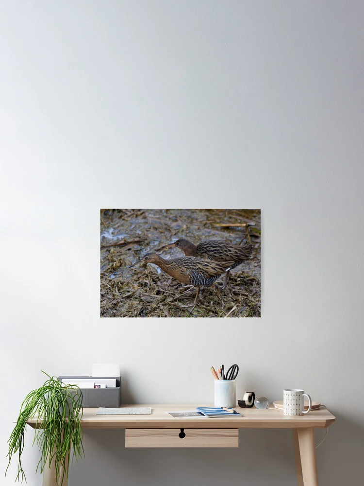 Thumbnail 2 of 3, Poster, King Rails (Rallus elegans) designed and sold by Liam Wolff.