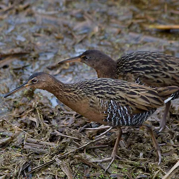 Artwork thumbnail, King Rails (Rallus elegans) by Liam Wolff
