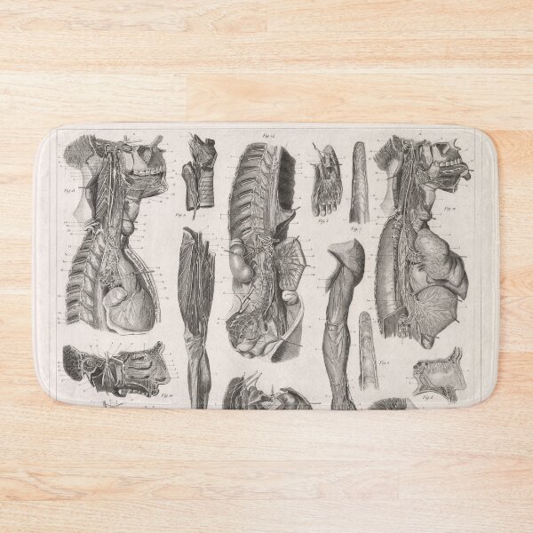 Item preview, 1857 Diagram Anatomy including the Nerves designed and sold by Gin  Neko.