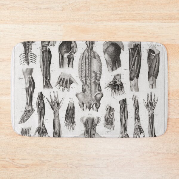 Item preview, 1857 Diagram Anatomy including the Muscles designed and sold by Gin  Neko.