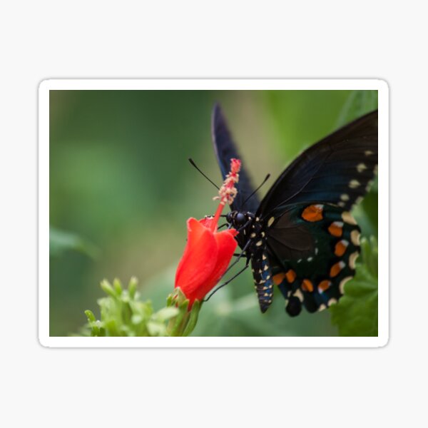 Migration Sticker