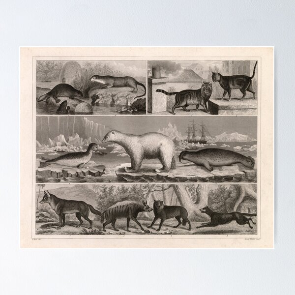 Item preview, 1857 Diagram Poster of Zoology: Animals including Beavers, Seals, Walruses, Hyenas, Bears, Otters. designed and sold by Gin  Neko.