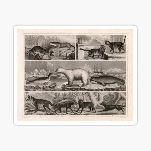 Item preview, 1857 Diagram Poster of Zoology: Animals including Beavers, Seals, Walruses, Hyenas, Bears, Otters. designed and sold by Gin  Neko.