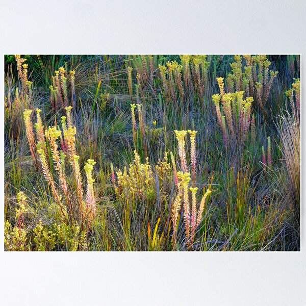 Item preview, Morning Light designed and sold by Harry Oldmeadow.
