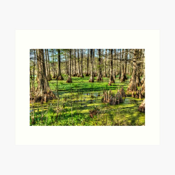 Item preview, Louisiana Swamp designed and sold by jvoweaver.