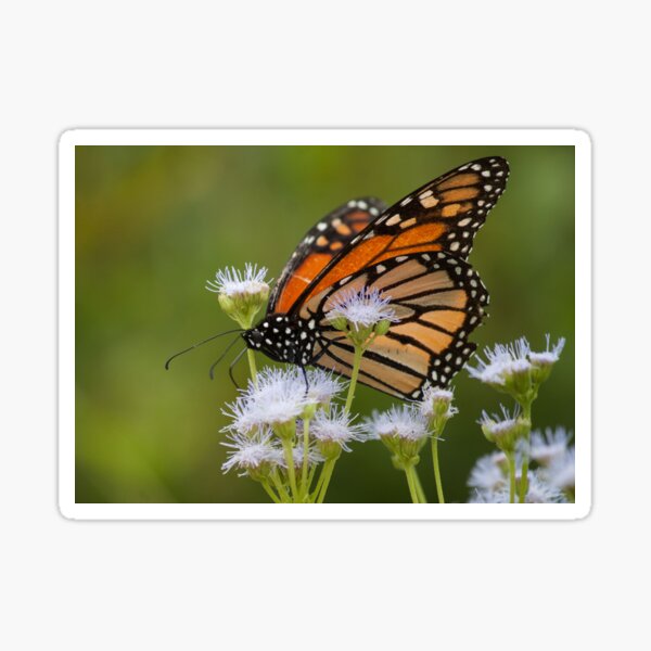 Monarch Migration Sticker