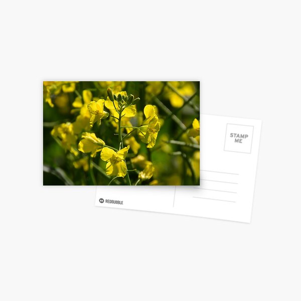 Item preview, Canola in the Western Cape designed and sold by Pieta Pieterse.