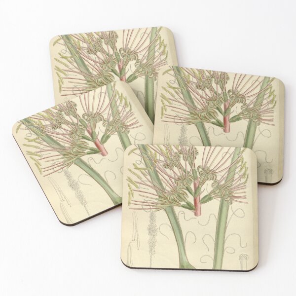 Item preview, Agave disceptata 138 8451 designed and sold by EsotericBotanic.