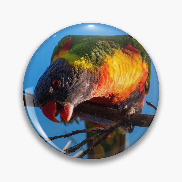 Item preview, Rainbow Lorikeet saying Hello NSW Central Coast of Australia designed and sold by suziq1962.
