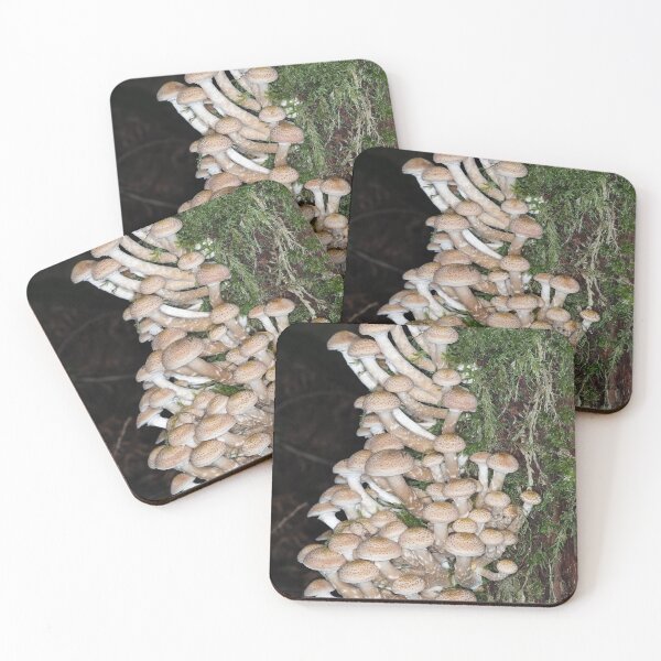 Item preview, Lots of honey mushrooms (Armillaria sp.) designed and sold by SDym Photography.