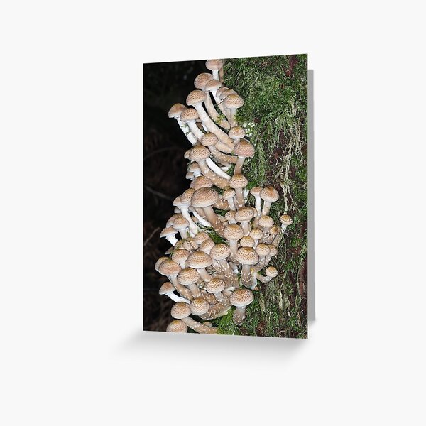 Item preview, Lots of honey mushrooms (Armillaria sp.) designed and sold by SDym Photography.