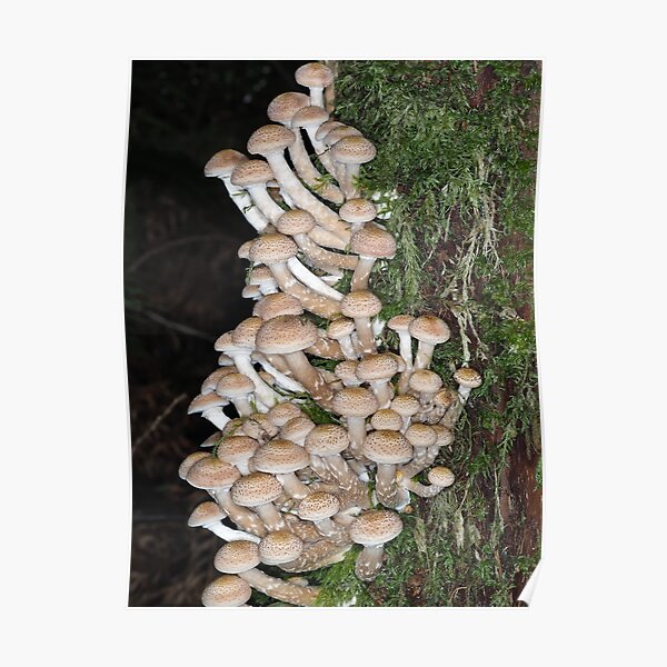 Lots of honey mushrooms (Armillaria sp.) Poster