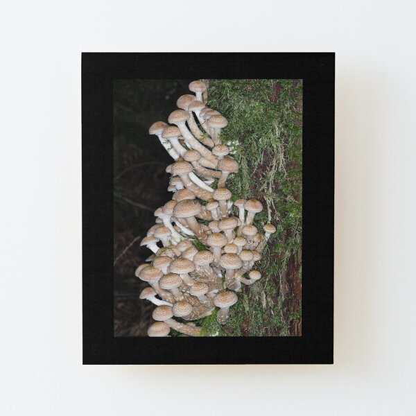 Lots of honey mushrooms (Armillaria sp.) Wood Mounted Print