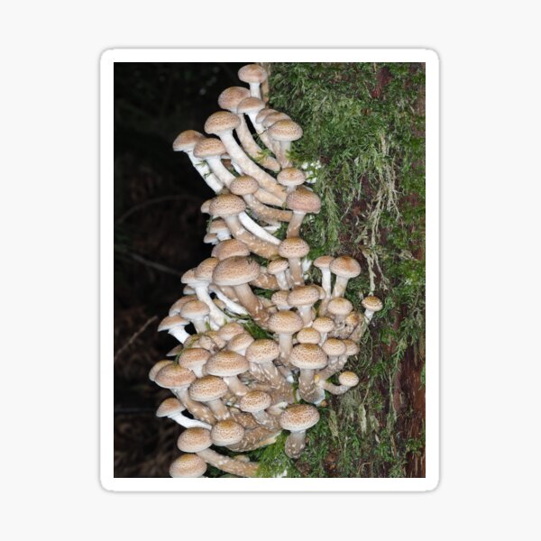 Item preview, Lots of honey mushrooms (Armillaria sp.) designed and sold by SDym Photography.
